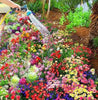 Flower Seed Variety Pack (100 Seeds) + Free Plant Growth Supplement